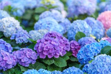 Renkli Ortanca çiçeğinin fotokopi alanı altında yakın plan doğal yeşil bitkiler, ekoloji duvar kağıdı kapağı sayfası konsepti.