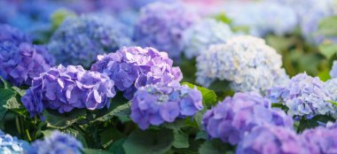 Güneş ışığı altında mor ve mavi ortanca çiçeğinin yakın çekim alanı fotokopi alanı arka planı doğal yeşil bitkiler, ekoloji duvar kağıdı kapağı sayfası kavramı.