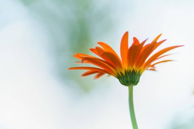 Arkaplan olarak arkaplan olarak doğal bitki manzarası, ekoloji duvar kağıdı kapağı kavramını kullanarak güneş ışığı altında turuncu Gerbera çiçeğine yakın çekim.