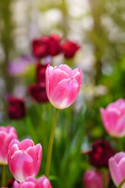 Güneş ışığı altında pembe lale çiçeğine yakın plan doğal bitki manzarası, ekoloji duvar kağıdı kapağı konsepti.