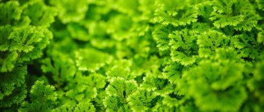 Fotokopi alanı arka plan kapağı konseptini kullanarak bahçedeki bulanık yeşil çam yaprağının yakın plan görüntüsü.