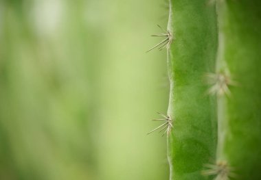 Arka plan duvar kağıdı kapağı konseptini kullanarak bahçede yemyeşil kaktüs dikenlerinin kapatılması.