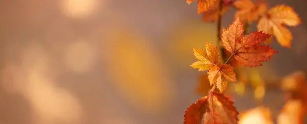 Blisko Natury Widok Pomarańczowy Czerwony Klon Liść Świetle Słonecznym Bokeh Zdjęcia Stockowe bez tantiem