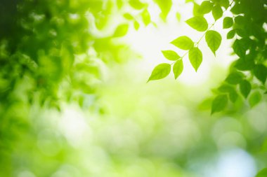 Fotokopi alanı arka plan kapağı konseptini kullanarak bahçedeki bulanık yeşil arkaplan üzerinde güzel doğa manzaralı yeşil yaprak yakın plan.