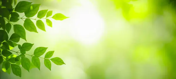 Zbliżenie Pięknej Przyrody Widok Zielony Liść Rozmytej Zieleni Tło Ogrodzie Obraz Stockowy