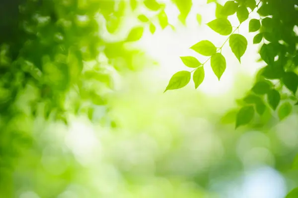 Zbliżenie Pięknej Przyrody Widok Zielony Liść Rozmytej Zieleni Tło Ogrodzie Obrazek Stockowy