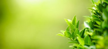 Abstract nature green blurred background nature leaf on greenery background in garden with copy space using as background wallpaper page concept.
