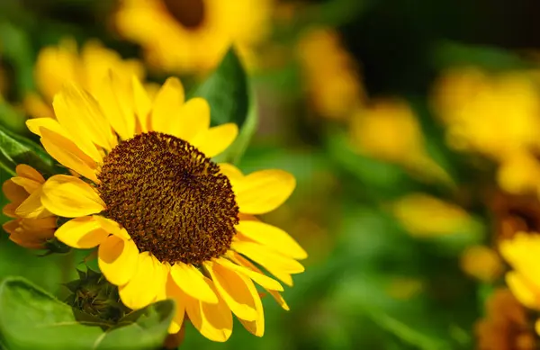 Zbliżenie Żółty Kwiat Słonecznika Pszczoła Miodna Świetle Słonecznym Miejsca Kopiowania Zdjęcie Stockowe