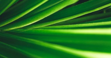 Abstract nature green blurred background nature leaf on greenery background in garden with copy space using as background wallpaper page concept.