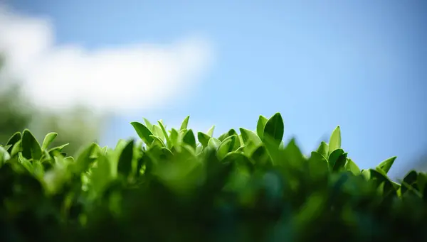 Zbliżenie Pięknej Przyrody Widok Zielony Liść Niebieskim Niebem Chmury Ogrodzie Obraz Stockowy