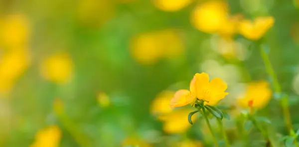 Zbliżenie Żółty Kwiat Verdolaga Świetle Słonecznym Miejsca Kopiowania Przy Użyciu Obrazek Stockowy