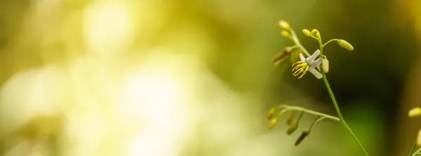 Zbliżenie Mini Biały Żółty Kwiat Orchidei Świetle Słonecznym Miejsca Kopiowania Zdjęcia Stockowe bez tantiem