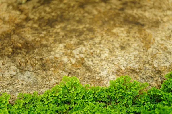 Zbliżenie Zielonych Liści Natue Żółty Kamień Jako Tło Pomocą Tapety Obraz Stockowy