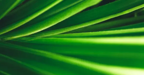 Abstract Nature Green Blurred Background Nature Leaf Greenery Background Garden Zdjęcie Stockowe
