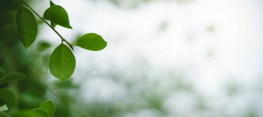 Yazın bahçedeki yeşil yaprak doğası. Doğal yeşil yapraklar bitkileri arka plan kapağı olarak kullanır. Çevre çevre çevre ekolojisi duvar kağıdı