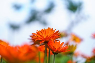 Turuncu Gerbera çiçeğinin yakın plan gökyüzü ve güneş ışığı altında yeşil yapraklı bulut arka plan doğal bitki manzarası, ekoloji duvar kağıdı kapak sayfası kavramı.