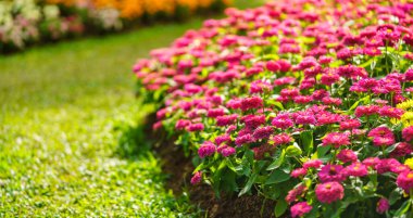 Arka plan olarak doğal yeşil bitkiler, ekoloji duvar kağıdı kapak sayfası konseptini kullanarak güneş ışığı altında pembe Zinnia çiçeğinin yakın plan görüntüsü.