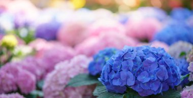 Mavi ortanca çiçeğinin yakın plan fotokopi alanı altında doğal yeşil bitki manzarası, ekoloji duvar kağıdı kapağı konsepti.