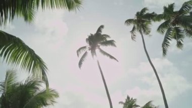 Güneş, rüzgarda sallanan uzun hindistan cevizi palmiyelerinin arasından parlar. Ada güneşinde sıcak bir gün yeşil yaprakların arkasında parlıyor. Mükemmel bir tatil, tatil veya ıssız bir ada.