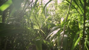 Güneş ışığının altında palmiye yaprakları ve bitkilerle dolu yoğun yeşil bitki örtüsü. Yoğunlaştırılmış yağmur veya yapraklı ve tepe örtülü tropikal orman kesimi. Güneş yaprakların ve dalların arasından böcekler gibi parlar.