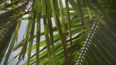 Sıcak tropikal gün güneşi yeşil hindistan cevizi palmiyesi yapraklarının arasından parlıyor. Tatil ya da tatil sırasında tropik ada ormanlarında güneş ışınları. Yaz havasında huzur ve sükunet.