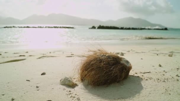 ココナッツの背景に海と熱帯の島の砂浜で洗浄した 背後に波の山や島がある海岸沿いには ブラウンココナッツフルーツが眠っています 太陽は水の隣の暑い日に輝く — ストック動画