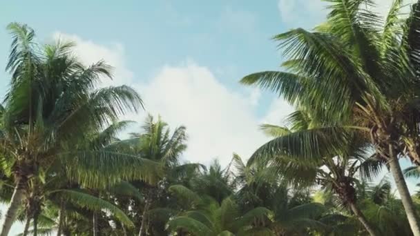 Palmeras Coco Bajo Perfecto Cielo Azul Con Nubes Isla Tropical — Vídeos de Stock