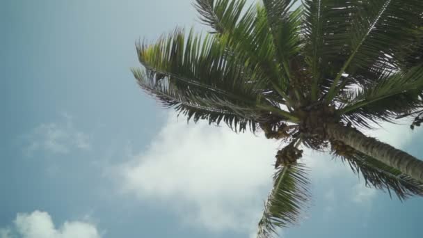 Wysokie Tropikalne Palmy Kokosowe Poruszające Dużymi Zielonymi Liśćmi Wietrze Błękitne — Wideo stockowe