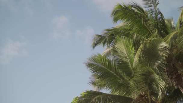 緑のヤシの木の葉は 青い空と熱帯の島の風の中でゆっくりと吹く 大きな葉を持つココナッツの背の高いヤシの木はゆっくりと動きます バックグラウンド休暇や休日穏やかなリラックス — ストック動画