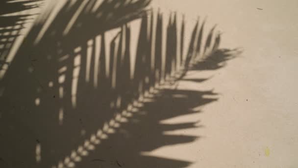 Cień Palmy Kokosowej Liście Poruszają Się Wietrze Piaszczystym Tle Plaży — Wideo stockowe