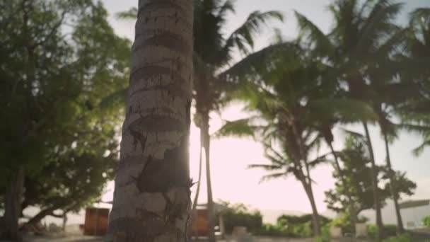 Tropikalna Plaża Palmami Gorącym Słońcem Świecącym Podczas Wakacji Relaksujący Cichy — Wideo stockowe