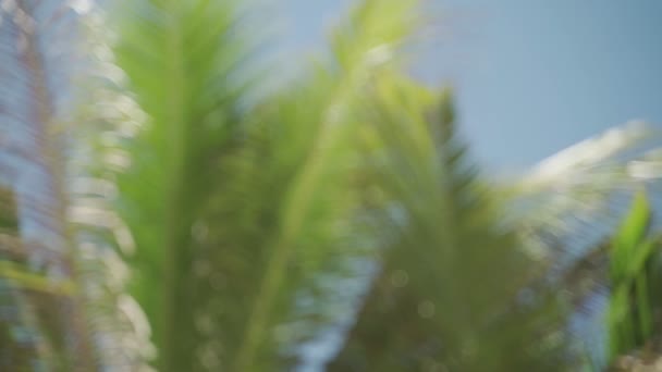热带棕榈树不集中在风向背景下的书名和图形 绿叶缓缓移动 度假心情或宁静祥和的片刻 蓝天和阳光闪烁着光芒 — 图库视频影像