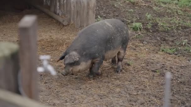Cerdo Hembra Adulto Cerda Grande Pesada Caminando Tierra Fangosa Granja — Vídeo de stock