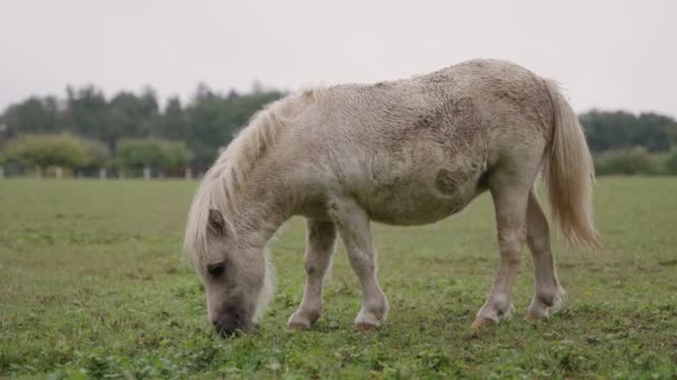 Mały Ładny Biały Koń Kucyk Jedzący Trawę Otwartej Farmie Pochmurny — Wideo stockowe