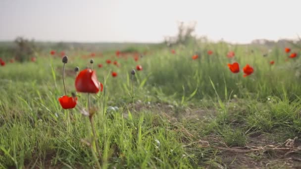日落或日出时 红色的海葵和普通的罂粟在绿色的田野里开花 以色列是绿色山丘上常见的罂粟 海象和红色的风花 风吹着美丽的花朵 — 图库视频影像