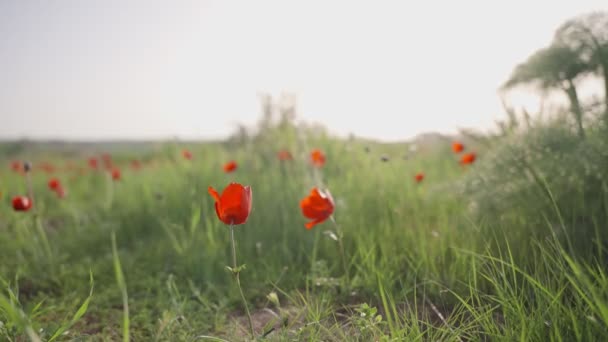 春に緑の野に散在するケシの花や赤のイソギンチャク 夕日や日の出に緑の丘の上で風に吹かれる美しい赤い花 色とりどりの風景と暖かい日の花 — ストック動画