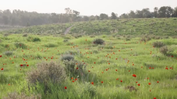春の間に丘の上に提出された緑の中に赤いケシとイソギンチャクの花のベッド イスラエルで美しくカラフルな春の時間 暖かい日に静かな絵の牧草地に咲く赤い花 — ストック動画