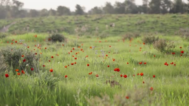 Krásné Červené Mák Sasanky Květiny Kvetoucí Zelené Louce Během Jara — Stock video
