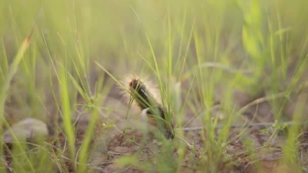 Gün Batımında Gün Doğumunda Uzun Bir Yaprak Yiyen Küçük Tüylü — Stok video