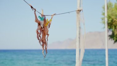 Yunanistan 'daki tipik bir taverna restoranının dışında taze ahtapot avı. Yunan adalarında geleneksel kömür kömürü ızgara ahtapot yemeği. Arka planda deniz olan teller üzerinde asılı.