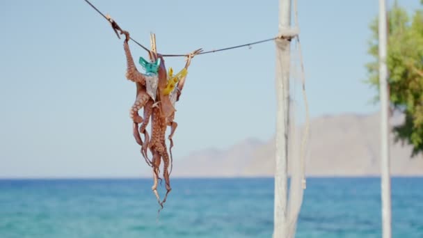 Frischer Tintenfisch Der Vor Einem Typischen Tavernen Restaurant Griechenland Getrocknet — Stockvideo