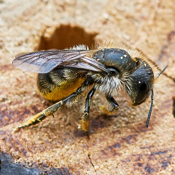 Včela Žlutým Pylem Nohách Jemnými Chlupy Kusu Dřeva Detailním Pohledu — Stock fotografie