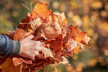 Bir demet portakal yaprakları Sonbahar günışığında ellerinde