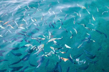 Su yüzeyindeki balık sürüleri Korfu, Yunanistan, Akdeniz kıyısındaki turkuaz mavi sularda besleniyor