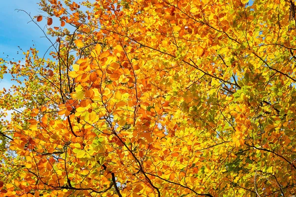 stock image bright shiny gold yellow orange autumn leaves foliage roof, a beautiful structure and texture