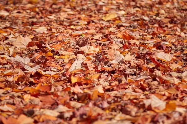 Autumn Ground Covered Fallen Leaves — Stock Photo, Image