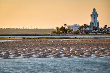 Cristina Adası, Costa de la Luz, Endülüs, İspanya 'nın deniz fenerinin önünde bir sürü martı ile gölde alçak gelgit var.