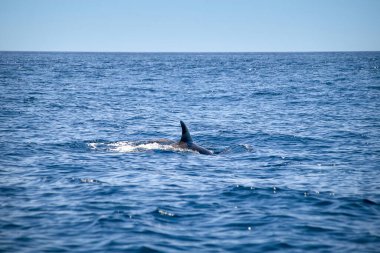 Portekiz 'in Algarve kıyısındaki Atlantik Okyanusu' nun yüzeyinde, Tursiops truncatus adı verilen şişe burunlu yunus.