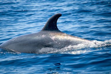 Kısmi çekim yakın, şişe burunlu yunus, Latince Tursiops truncatus, Atlantik Okyanusu, Algarve, Portekiz yüzeyinde