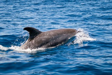 Portekiz 'in Algarve kıyısındaki Atlantik Okyanusu' nun açık mavi sularında, Tursiops truncatus adında bir şişe burunlu yunus.